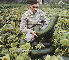 
 Ripe melon squash from Thompson and Morgan Seed Co. grew to impressive proportions.
